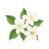 Jasmine